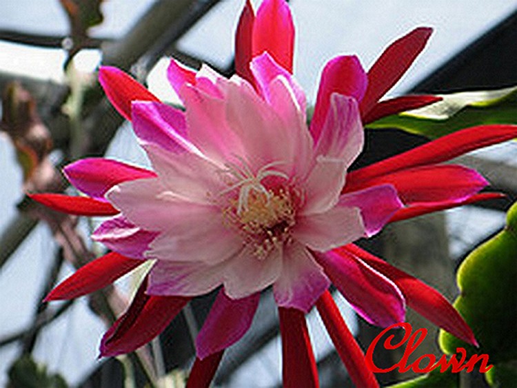 Epiphyllum Hybrid "Clown" Orchid Cactus
