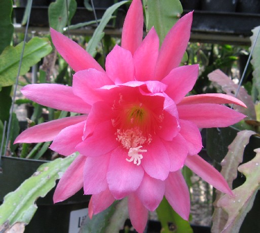 Epiphyllum "Lady Edna" Cuttings