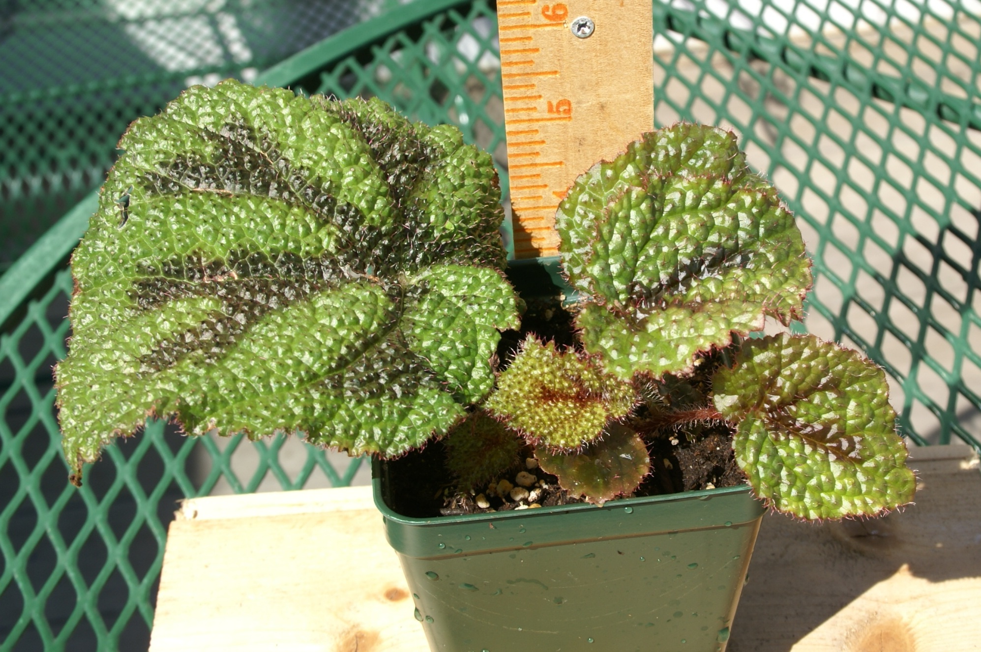 Rex Begonia "Iron Cross" Plant