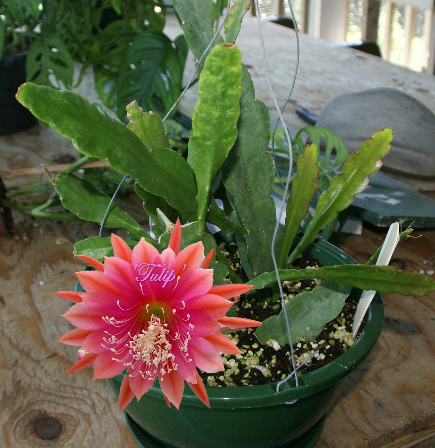 Epiphyllum "Tulip" Orchid Cactus