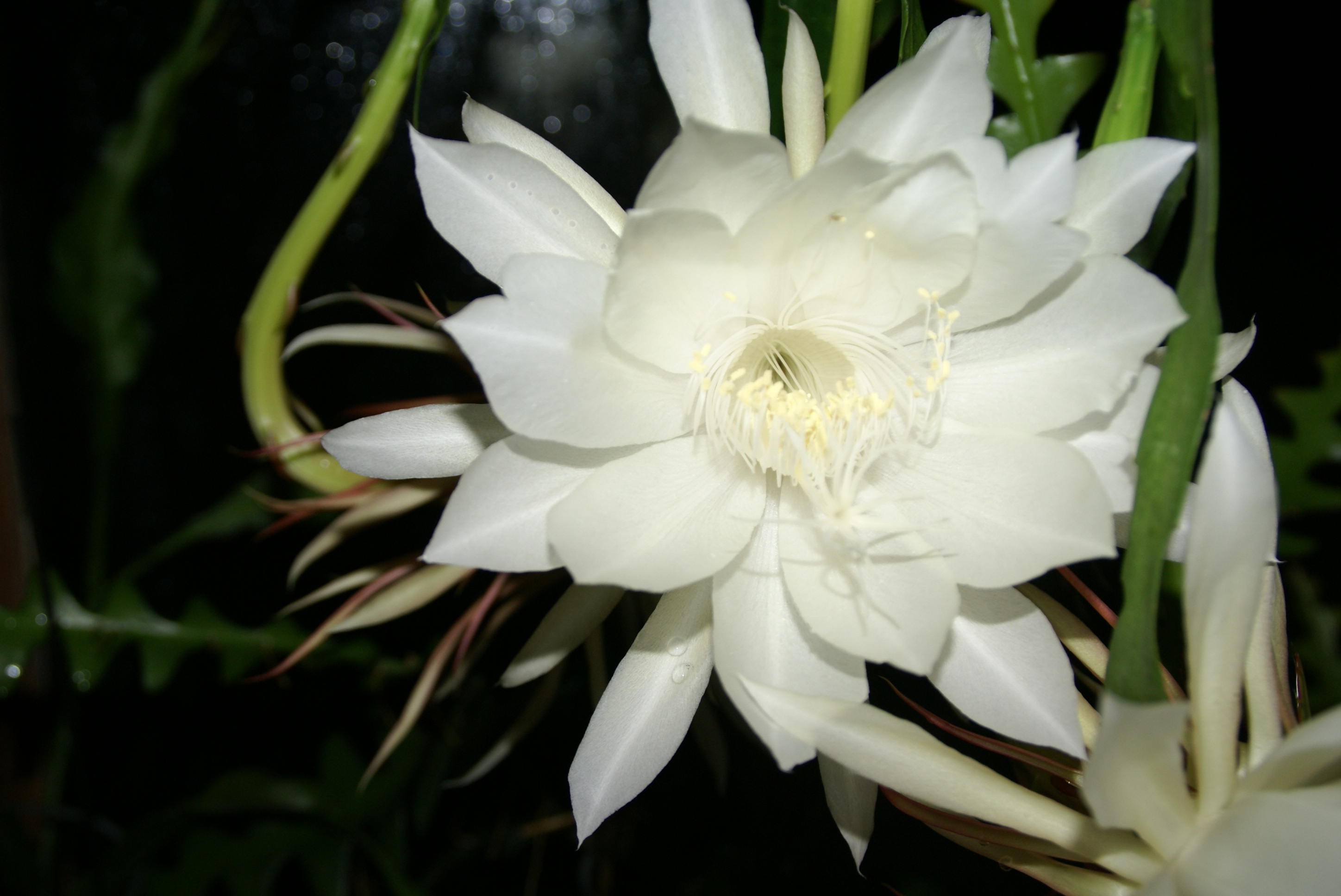 "Oxypetalum" Queen of the Night Cuttings