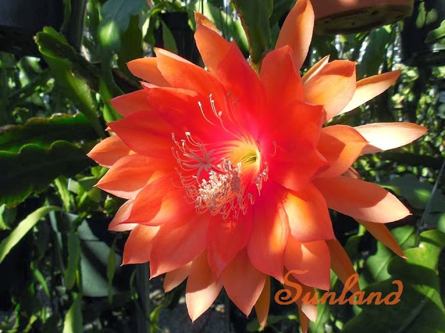 Epiphyllum Hybrid "Sunland"