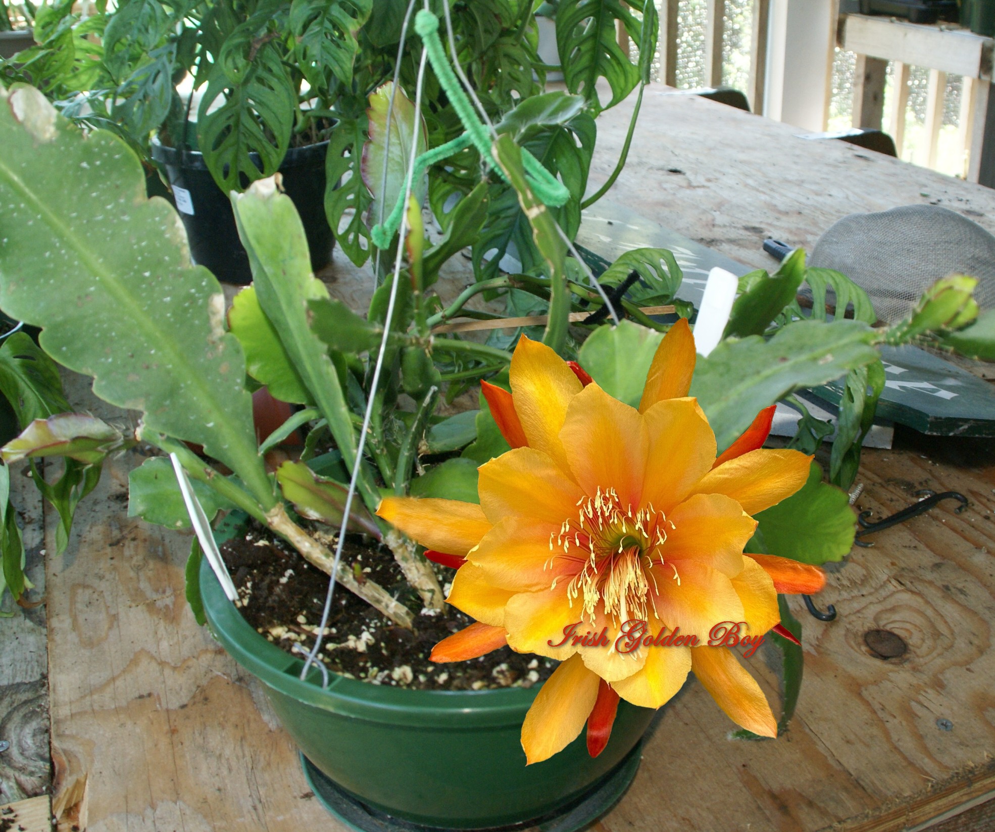 Epiphyllum 'Irish Golden Boy'