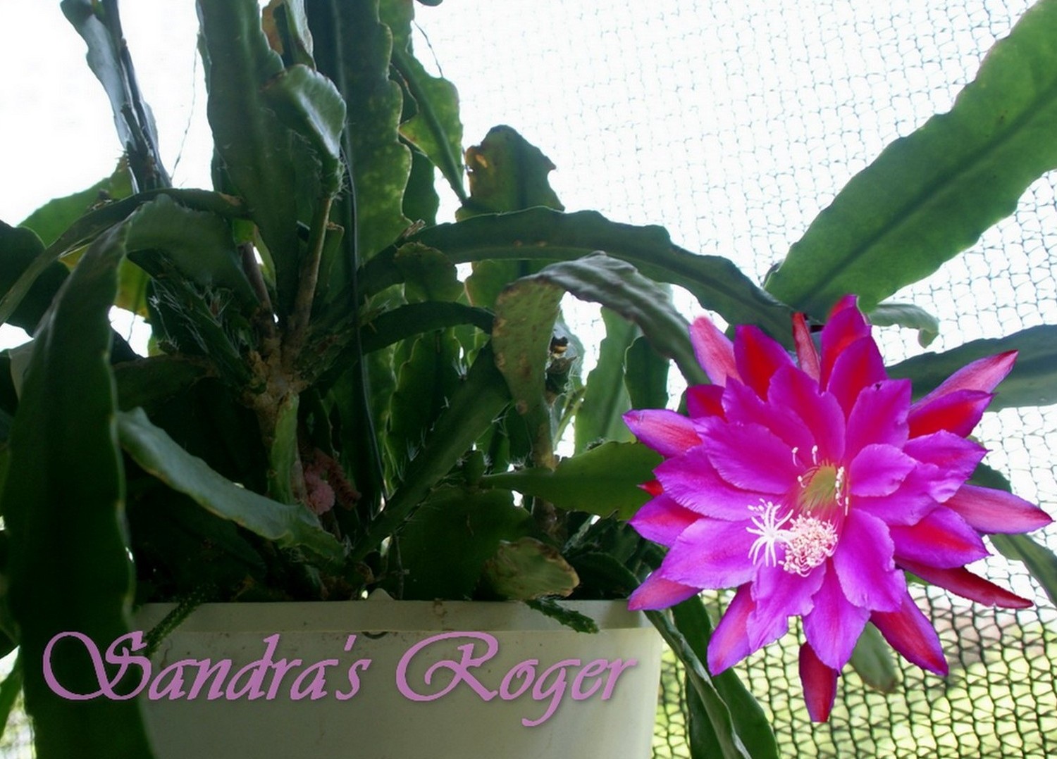 Epiphyllum "Sandra's Roger" Cactus