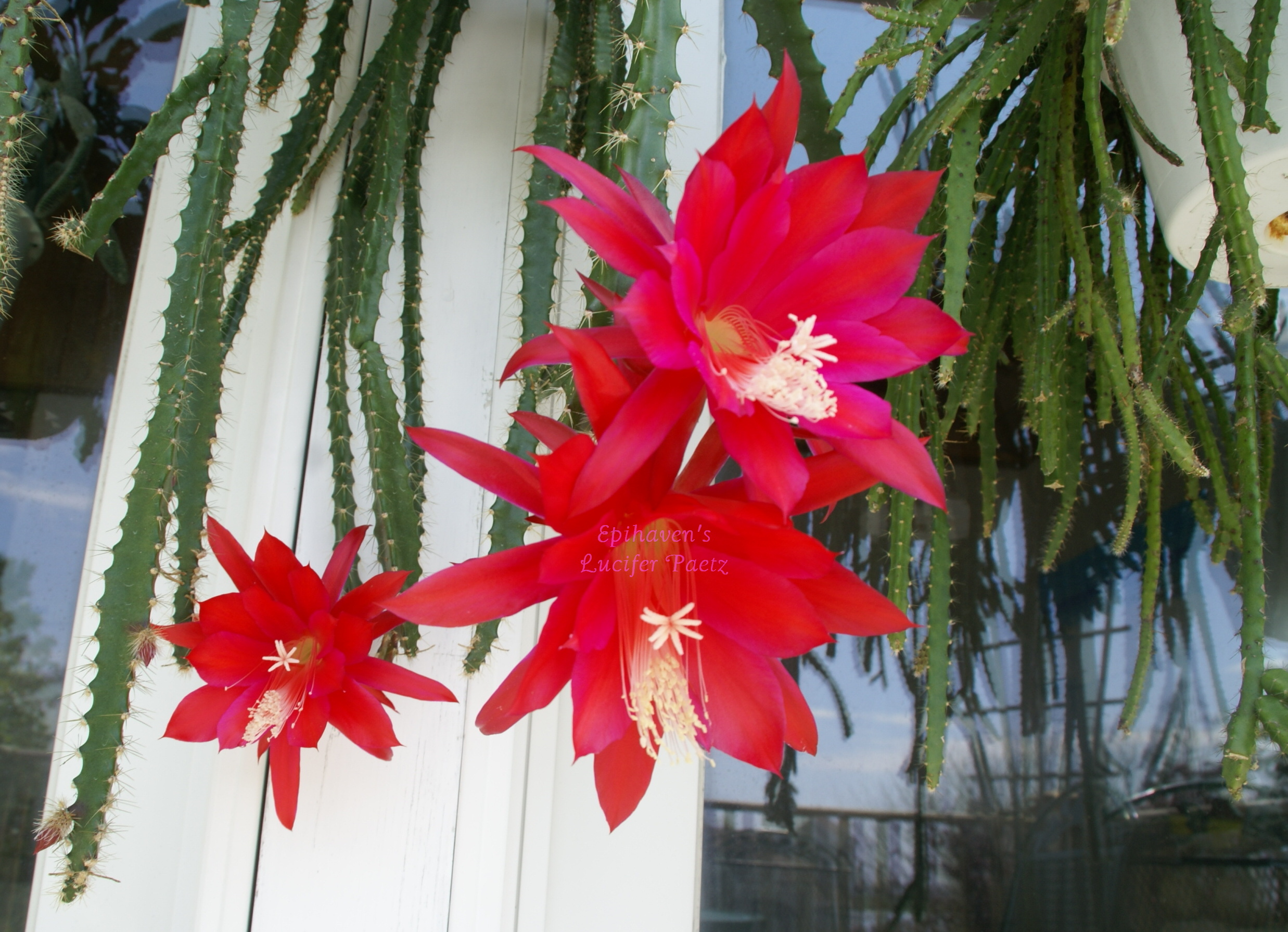 Aporophyllum "Lucifer"