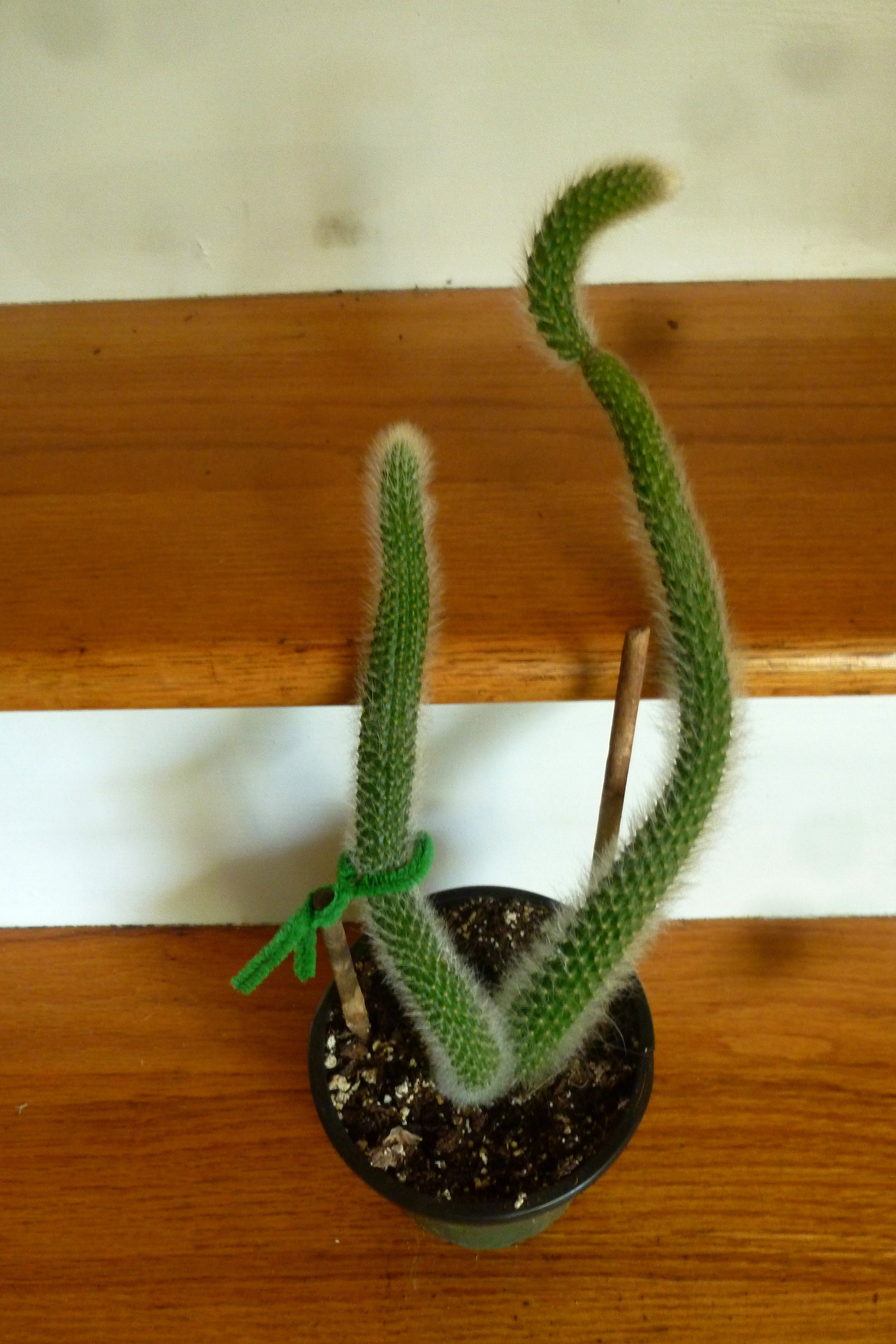 Cleistocactus colademononis aka Monkey Tail 