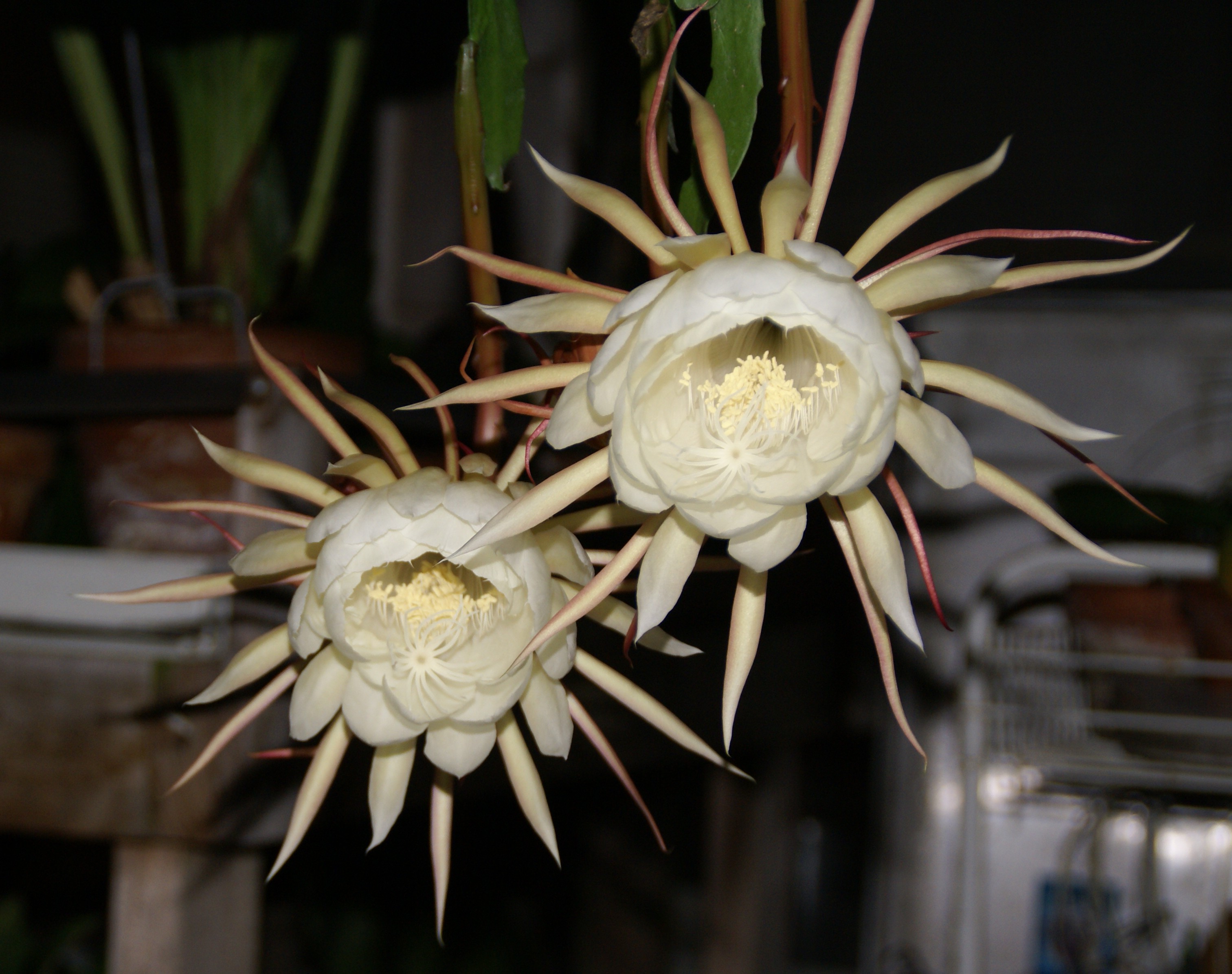 "Oxypetalum" Queen of the Night Cuttings