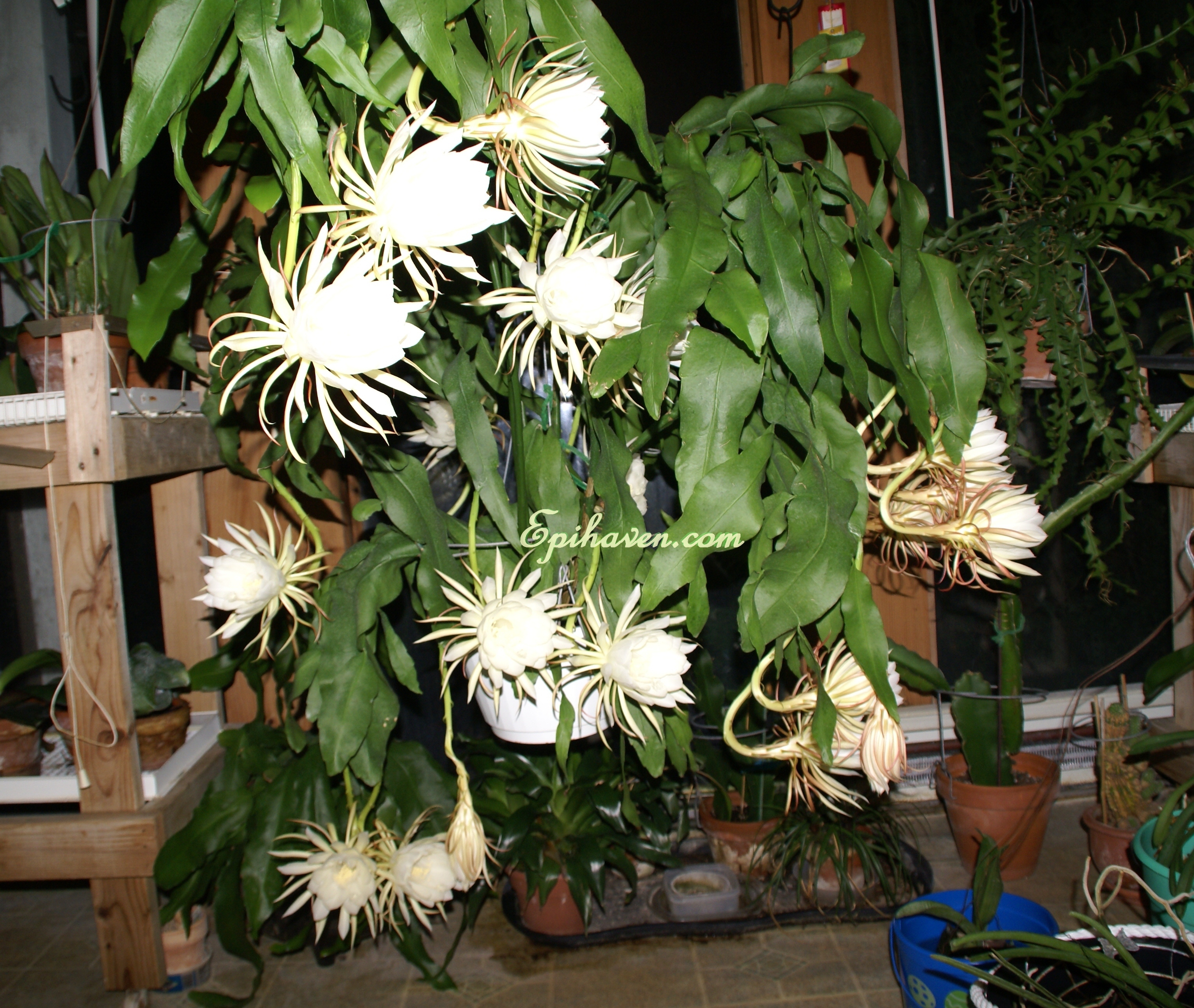 "Oxypetalum" Queen of the Night Cuttings