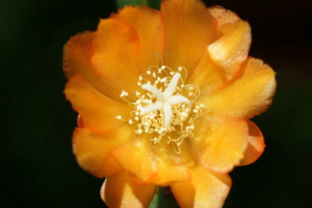 Epiphyllum "Inca's Golden Dream"