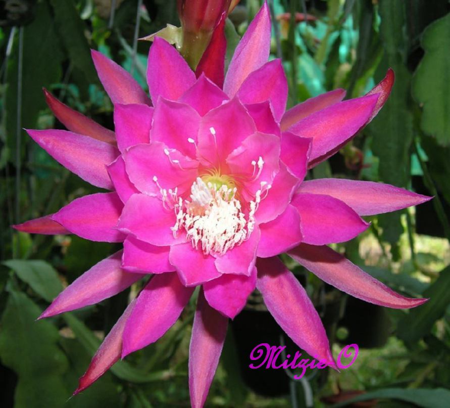 Epiphyllum "Mitzie O" Orchid Cactus