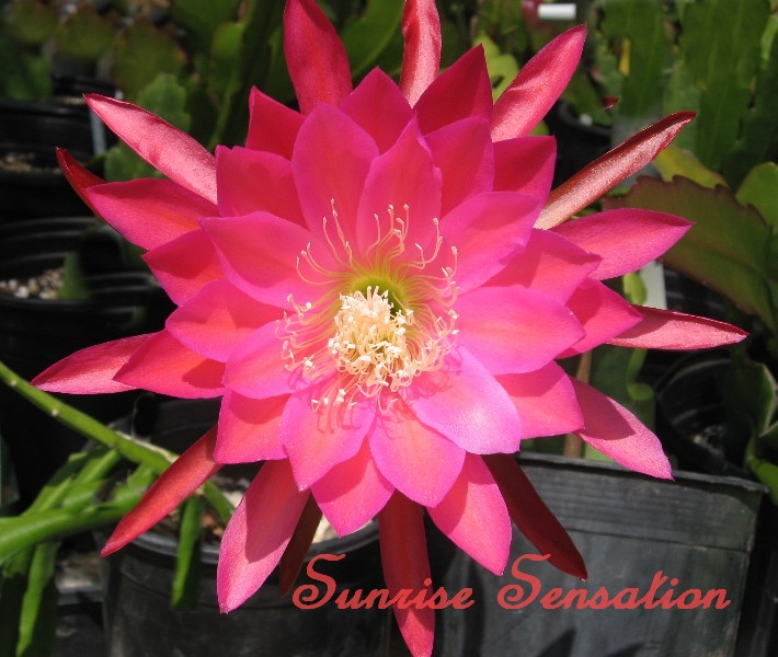 Sunrise Sensation Epiphyllum
