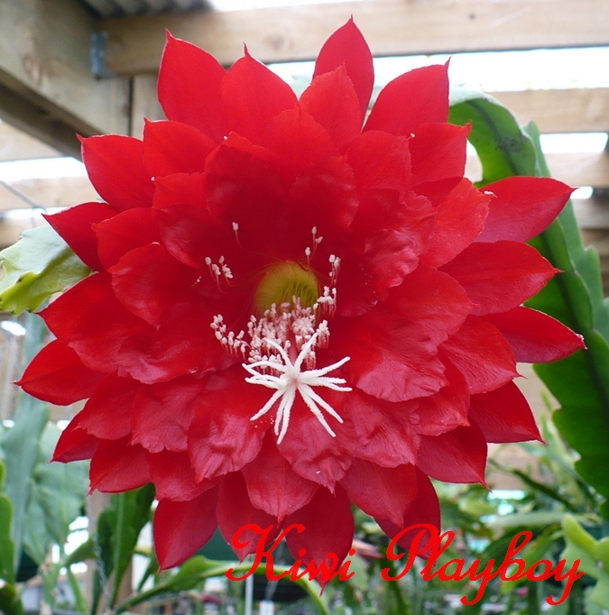 Kiwi Playboy Epiphyllum cutting