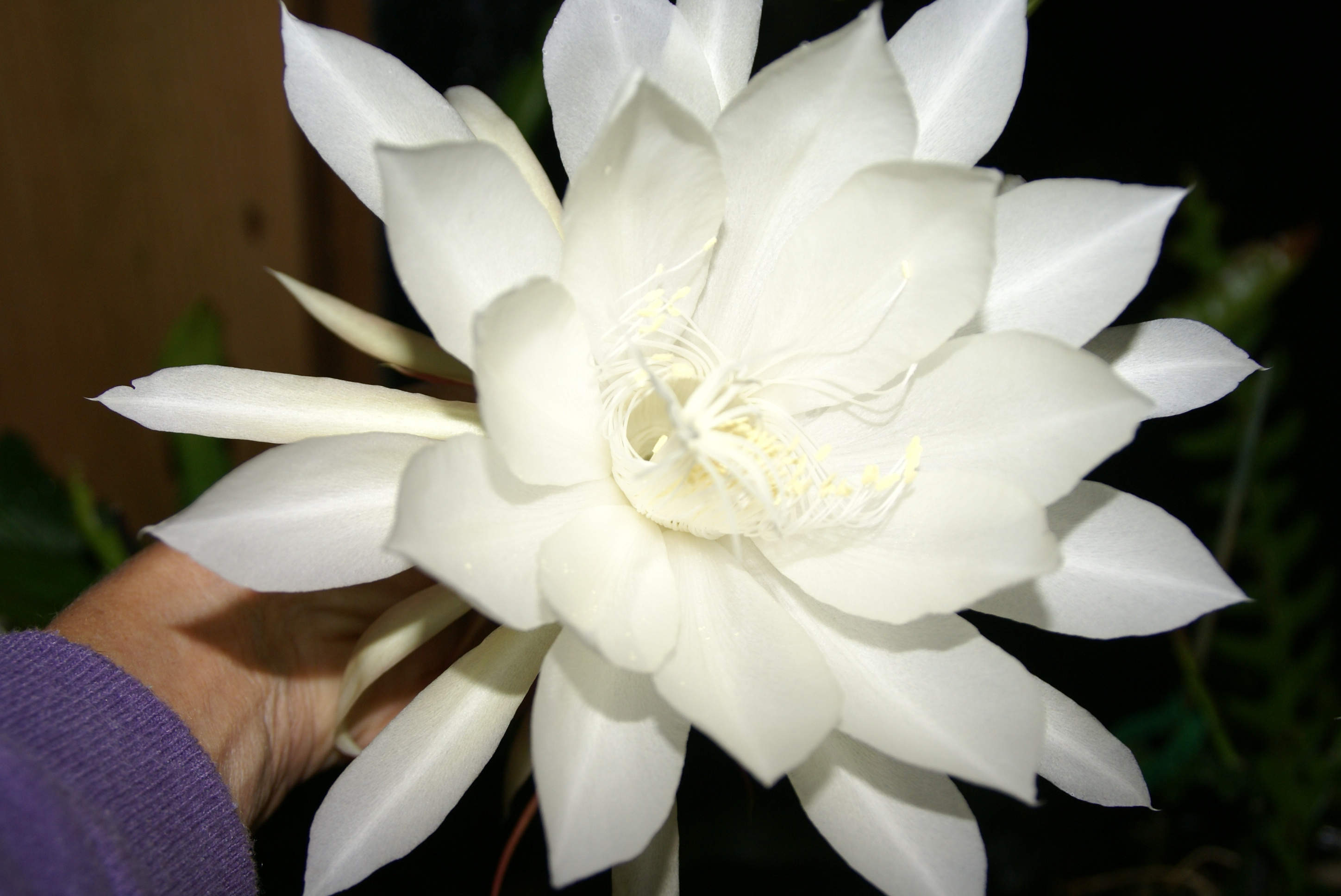 Epiphyllum Oxypetalum "Night Bloomer" Cactus rooted Plant