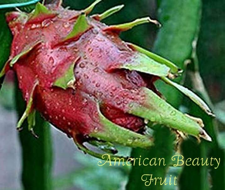 Hylocereus "American Beauty"