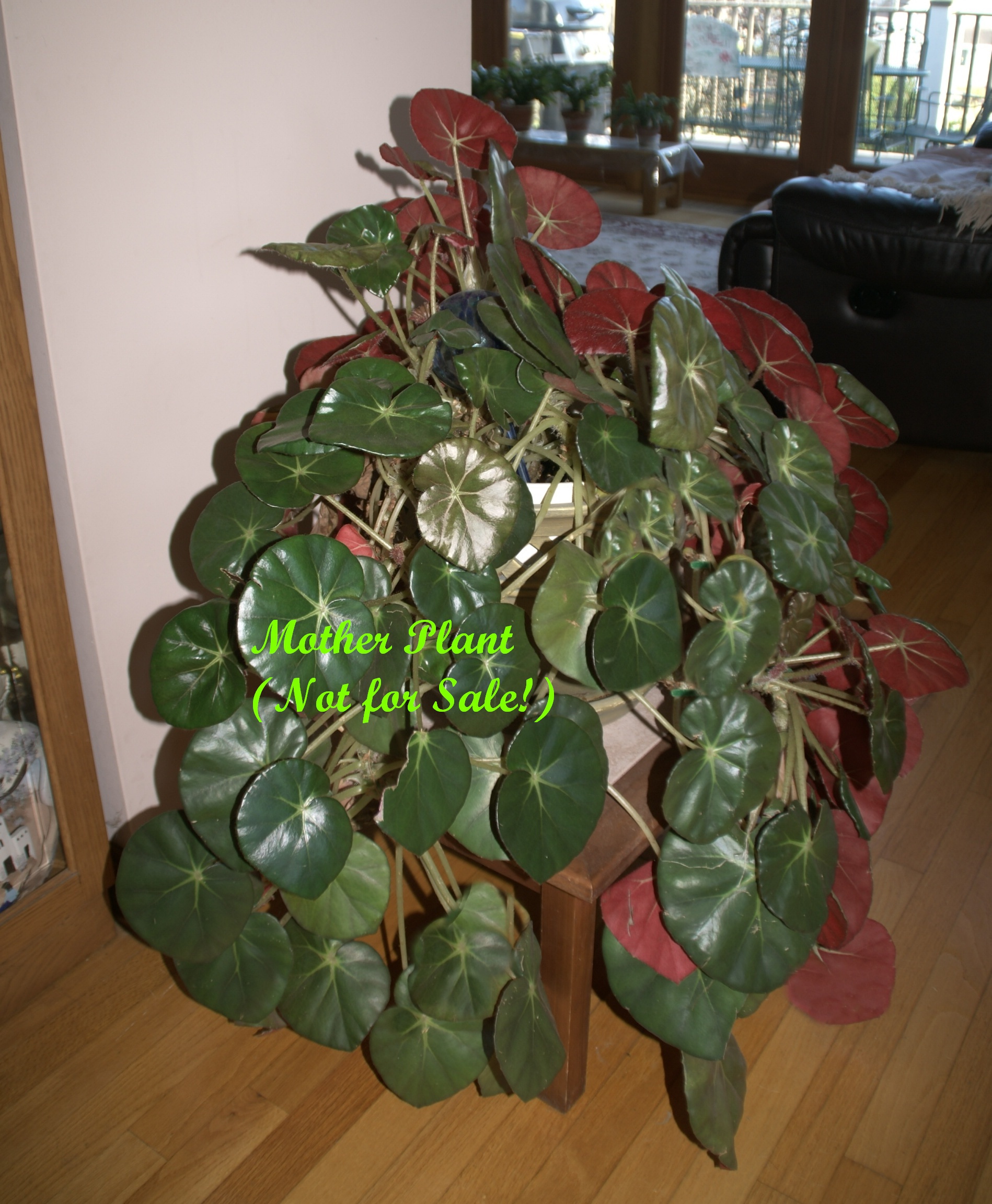 Begonia Rooted Plant