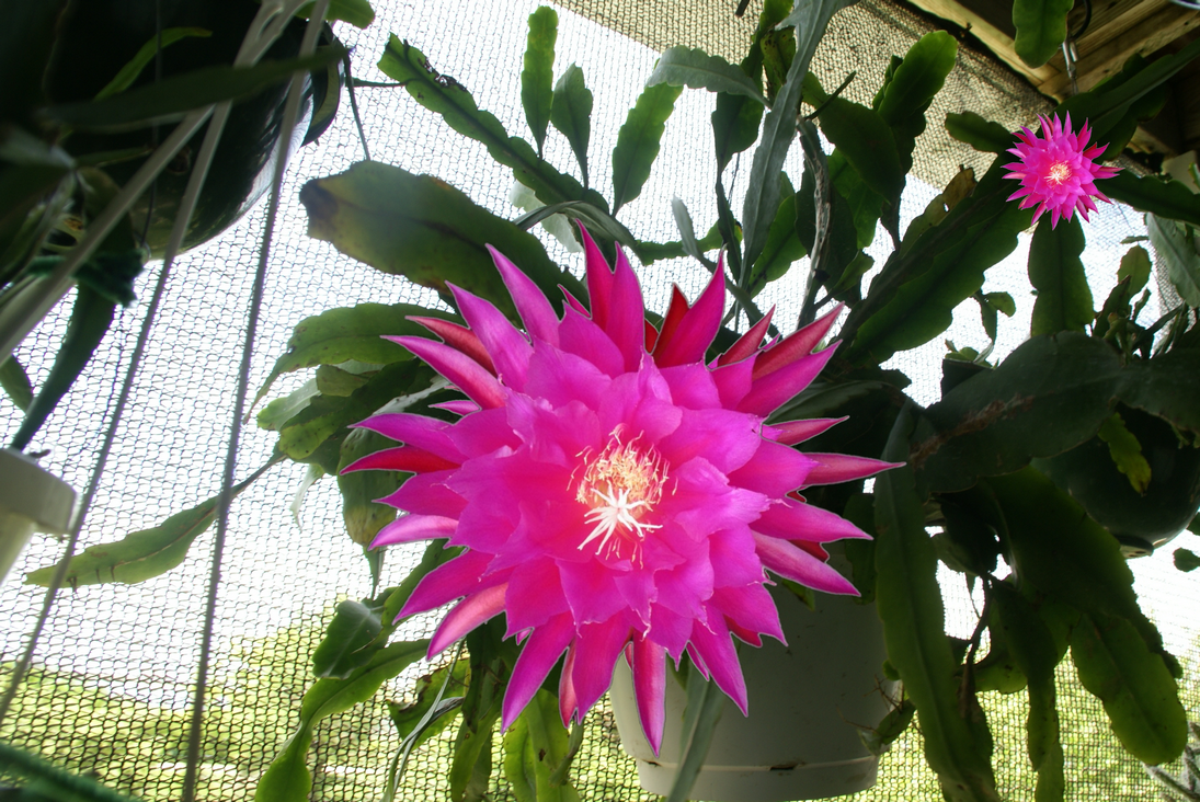Epiphyllum "Wolfgang Wilborn"