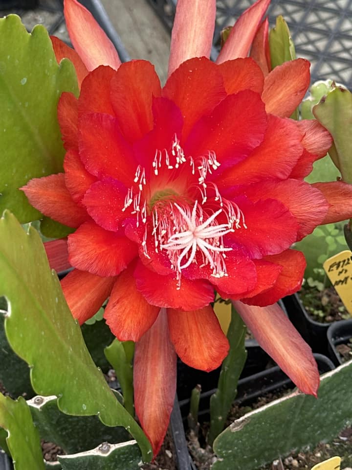 Epiphyllum "Jevdoksia Stresjnjova"