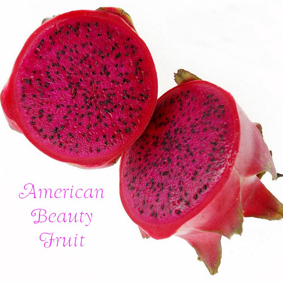 Hylocereus "American Beauty"