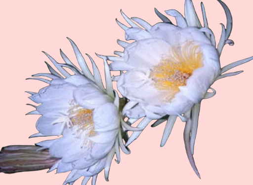 Selenicereus Chrysocardium (Shark Tooth Cactus) fully rooted