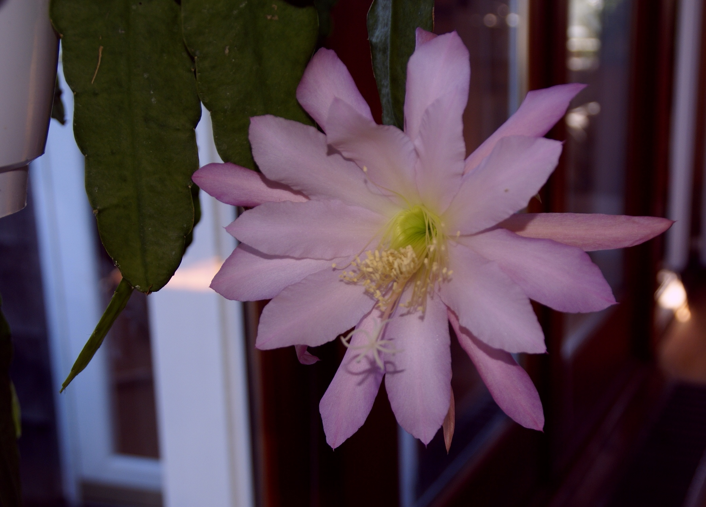 Epiphyllum "Niz Liz"