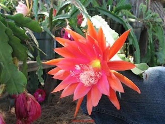 Epiphyllum Hybrid "Cinco de Mayo" Cactus