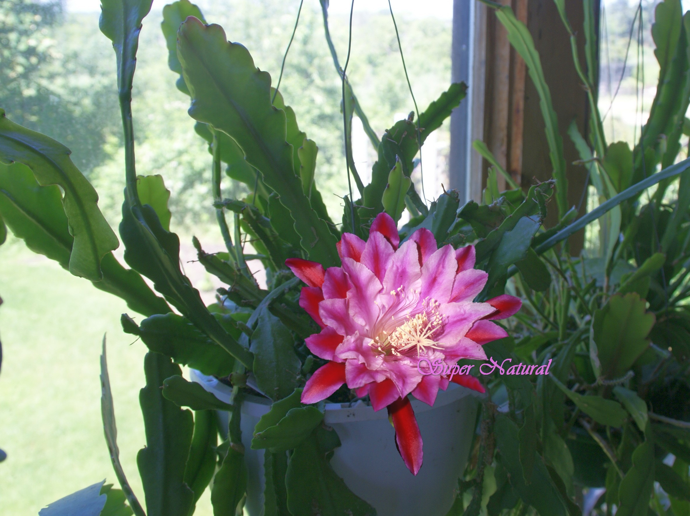 Super Natural Orchid Cactus Cutting