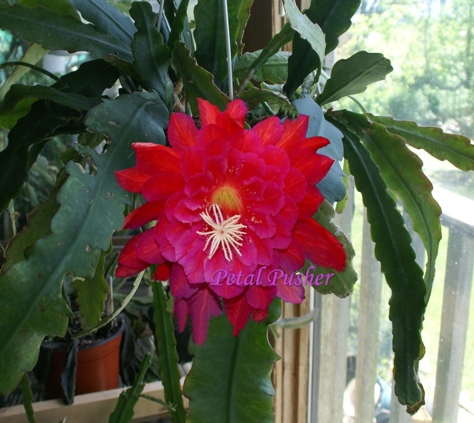 Epiphyllum Petal Pusher