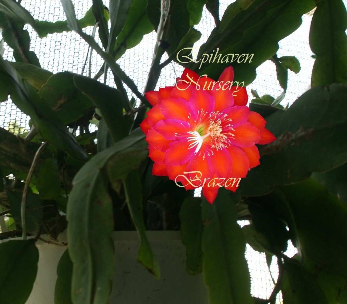 Epiphyllum 'Brazen' Cutting