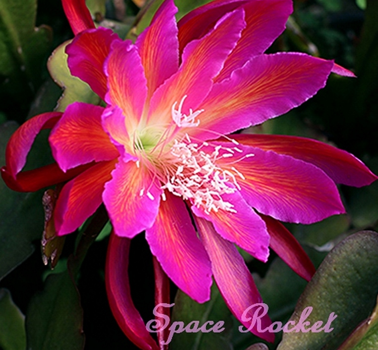 Space Rocket Epiphyllum