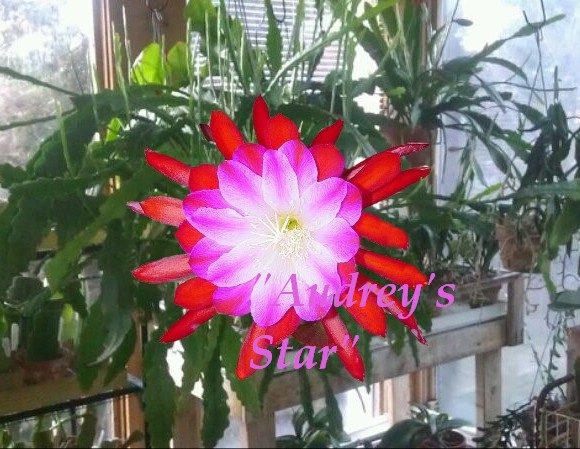 Audrey's Star Epiphyllum