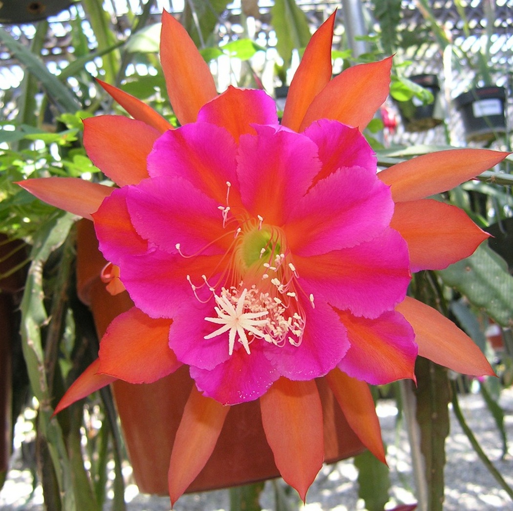 Epiphyllum HYbrid "Medora" Cuttings