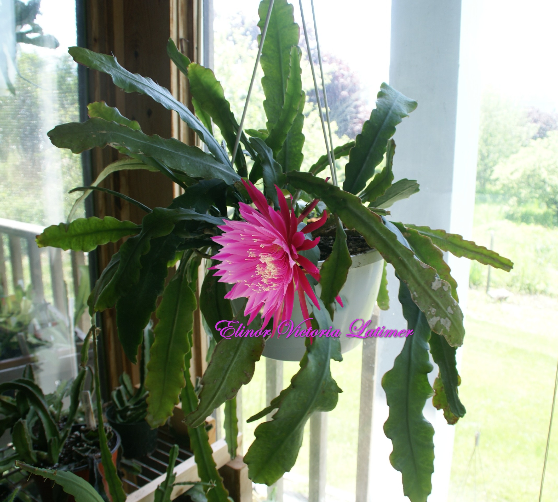 Epiphyllum Orchid Cactus "Elinor Victoria Latimer" 