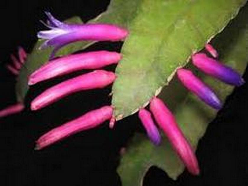 Pseudorhipsalis "Blue Flame"