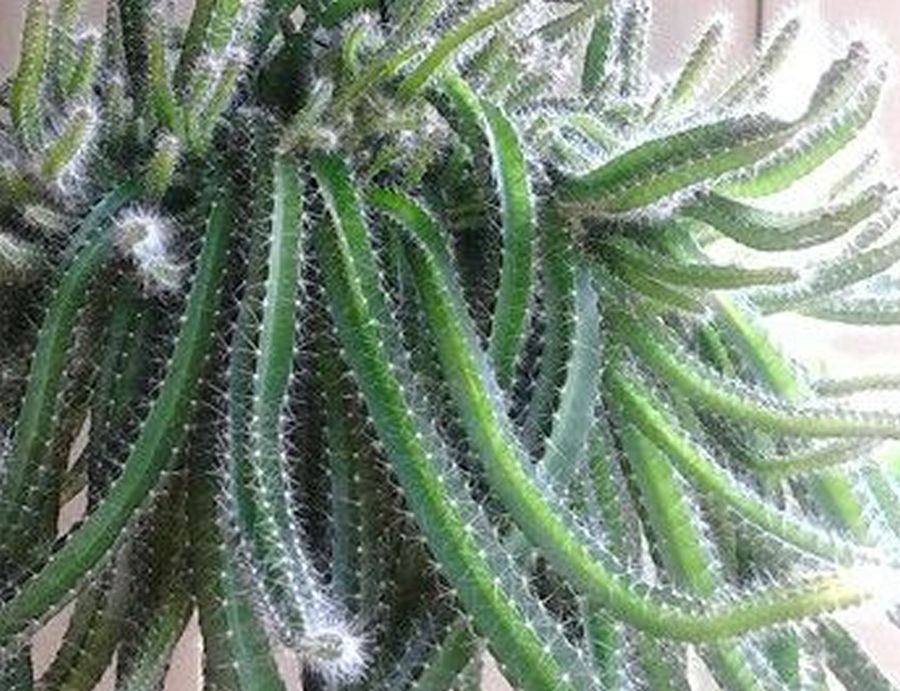 Large Selenicereus Testudo Rooted Plant