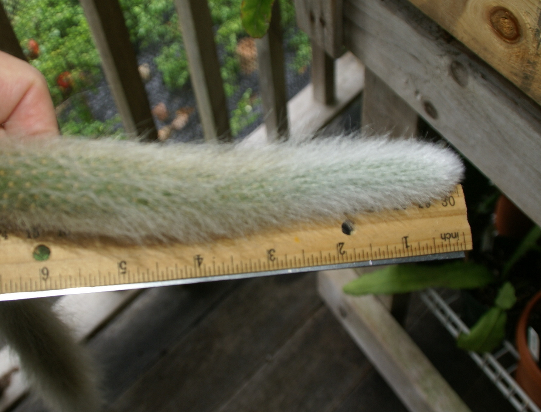 Monkey tail 6"- 8" cuttings