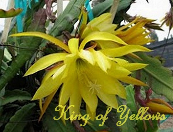 King of Yellows Orchid Cactus