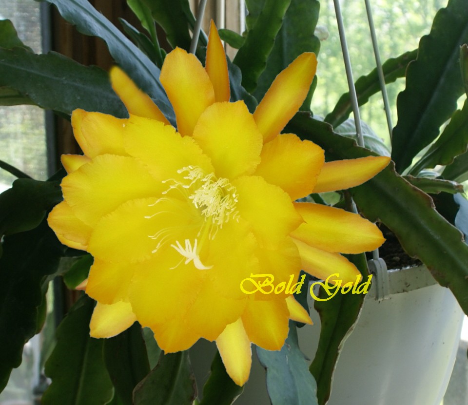 Bold Gold Epiphyllum Cactus