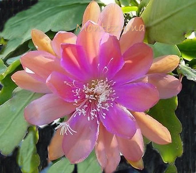 Epiphyllum "Montezuma" Cutting
