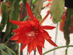 Epiphyllum "Spring on Mars"