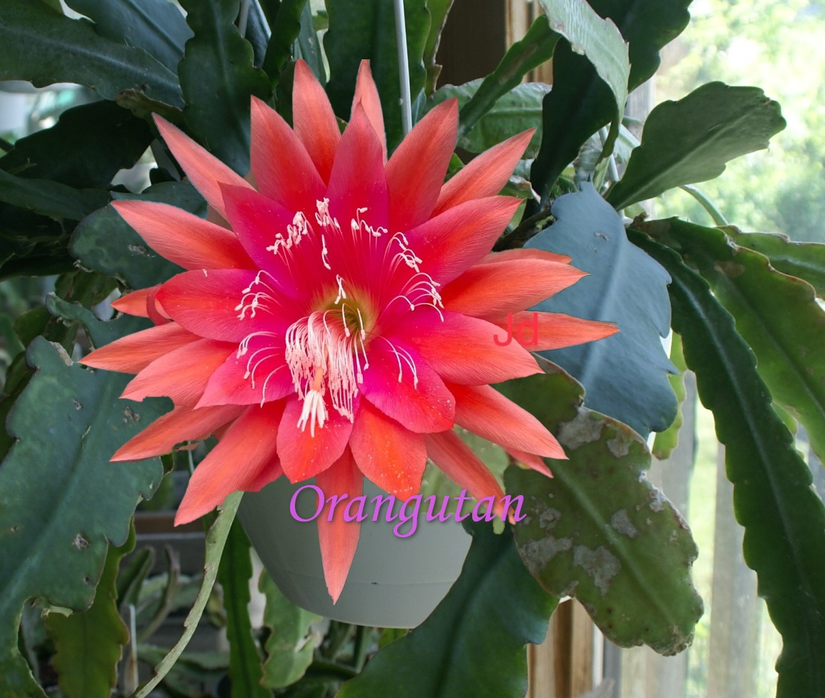 "Orangutan" Epiphyllum Cactus