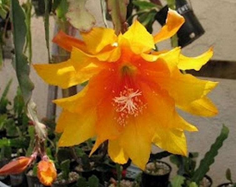 Epiphyllum "Acapulco Sunset" Cutting