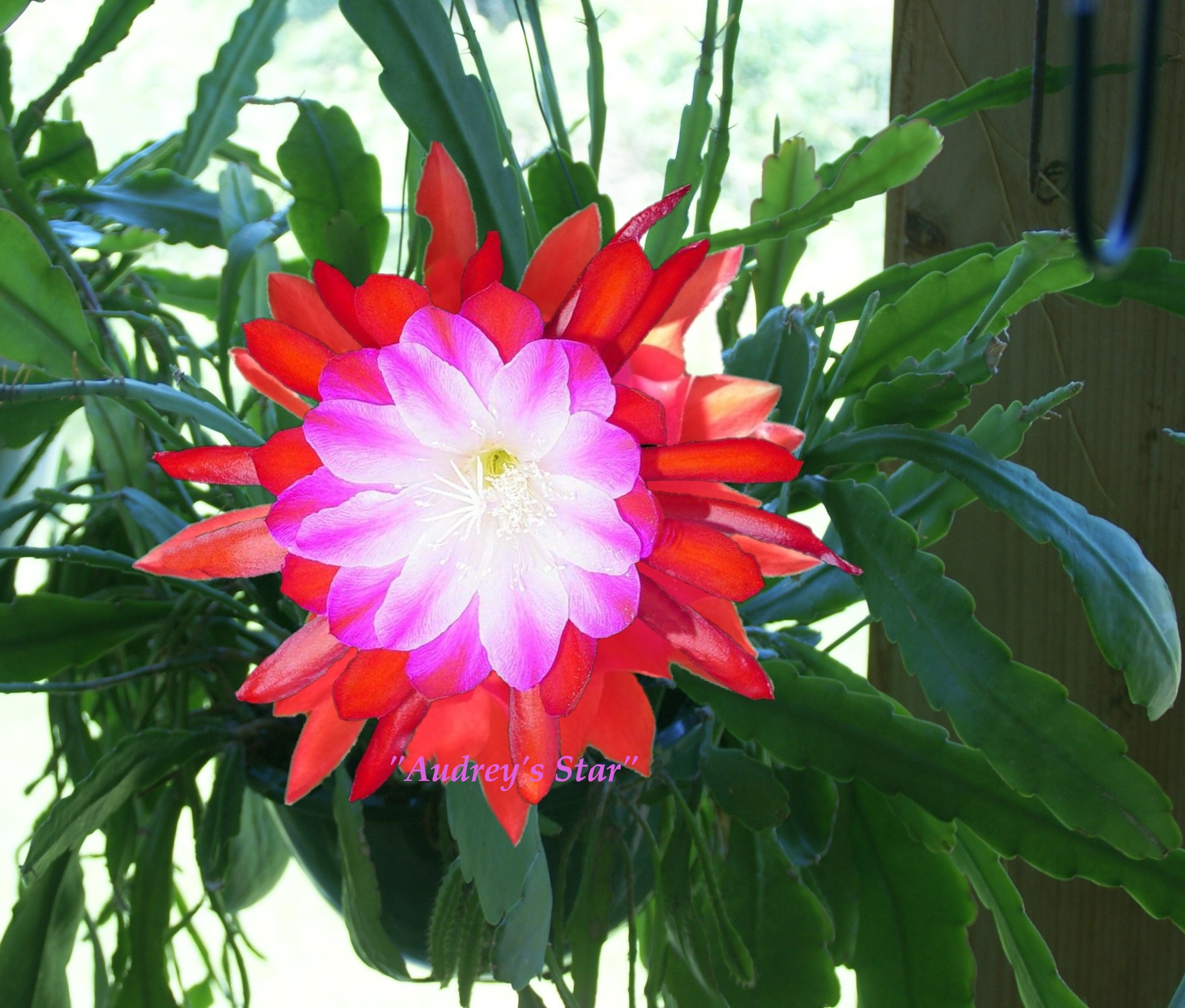 Audrey's Star Epiphyllum