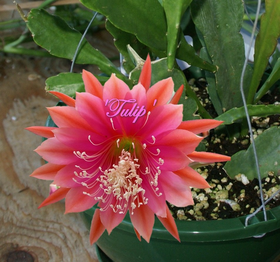 Epiphyllum "Tulip" Orchid Cactus