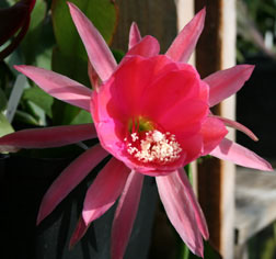 Epiphyllum Hybrid "Antilles"