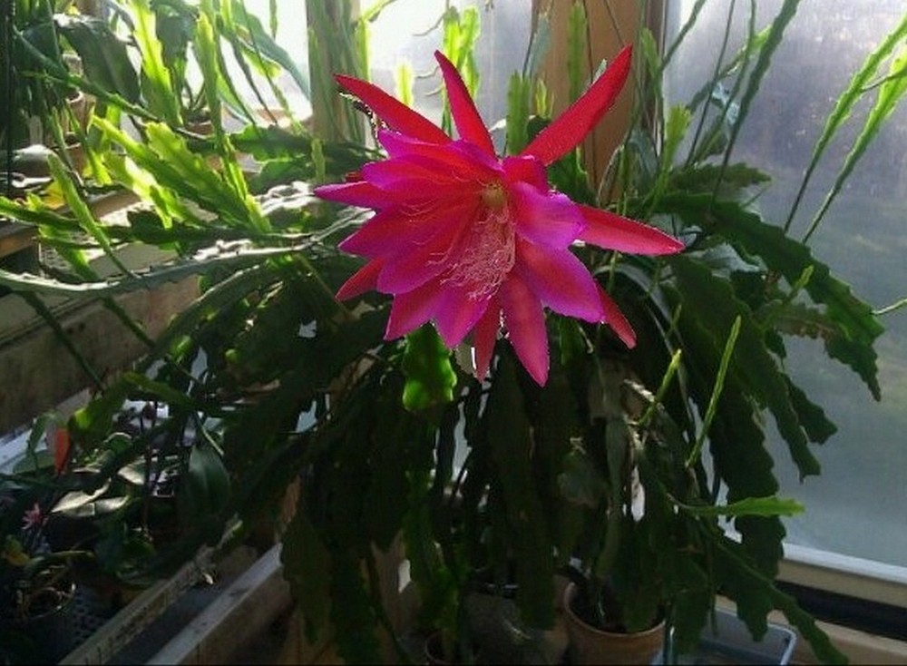 Epiphyllum Hybrid  "Clarity's Neon Spark"