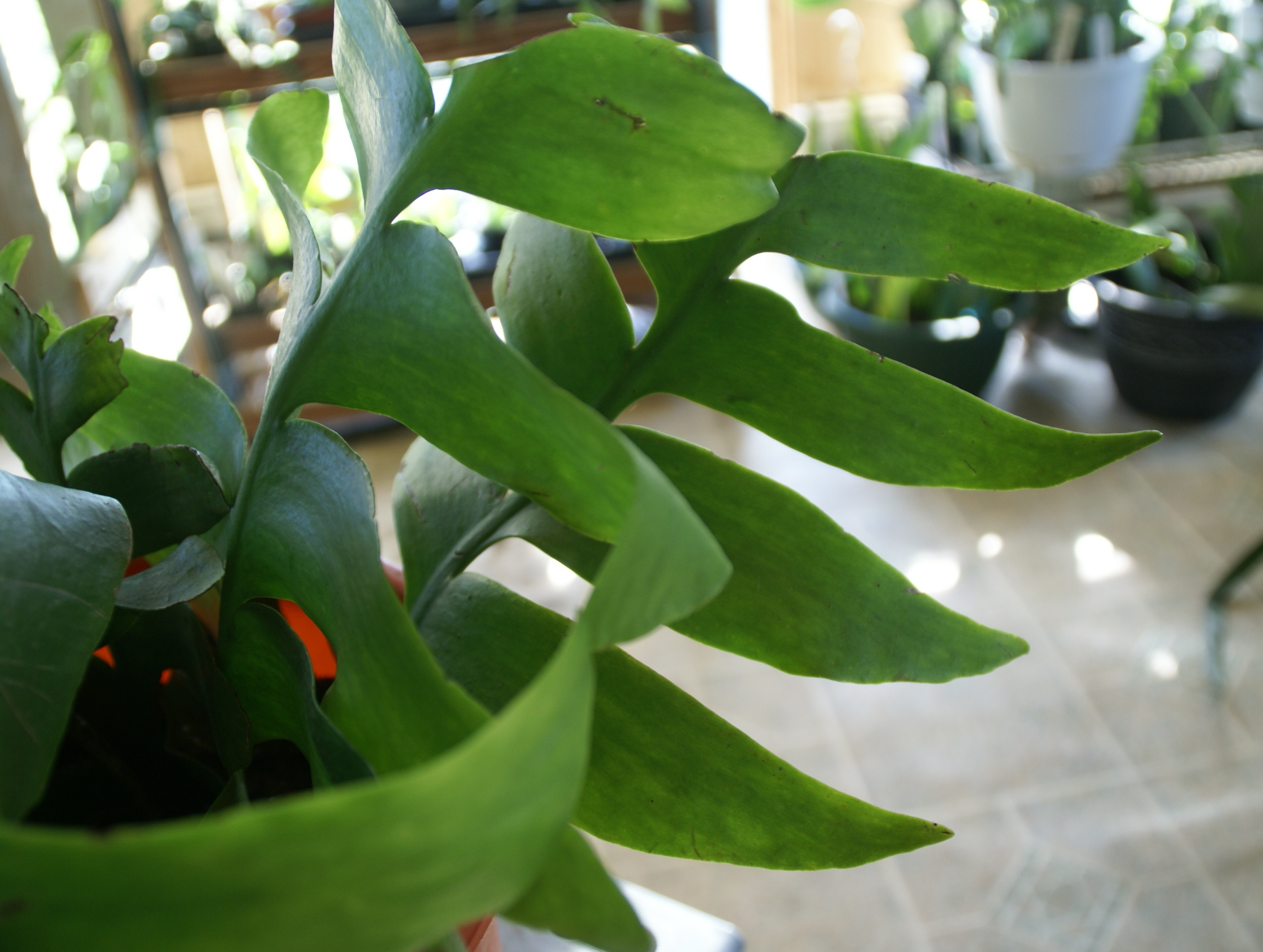 Selenicereus Chrysocardium (Shark Tooth Cactus) fully rooted