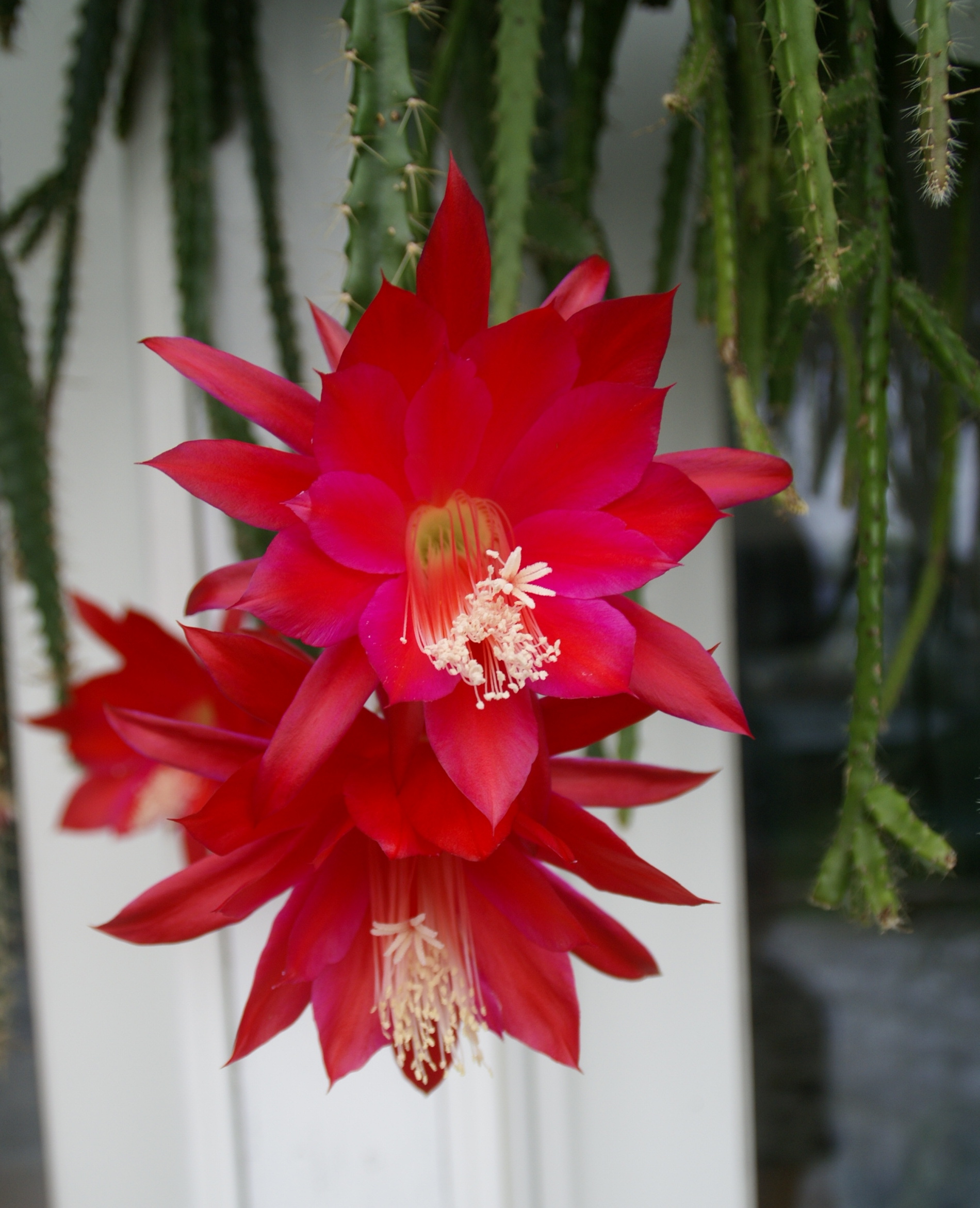 Aporophyllum "Lucifer"