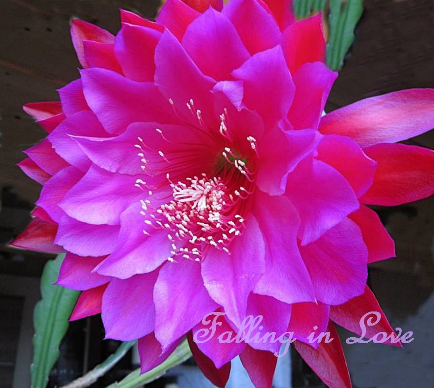 "Falling in Love" Orchid Cactus