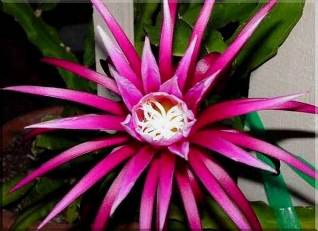 Hylocereus "Connie Mayer"