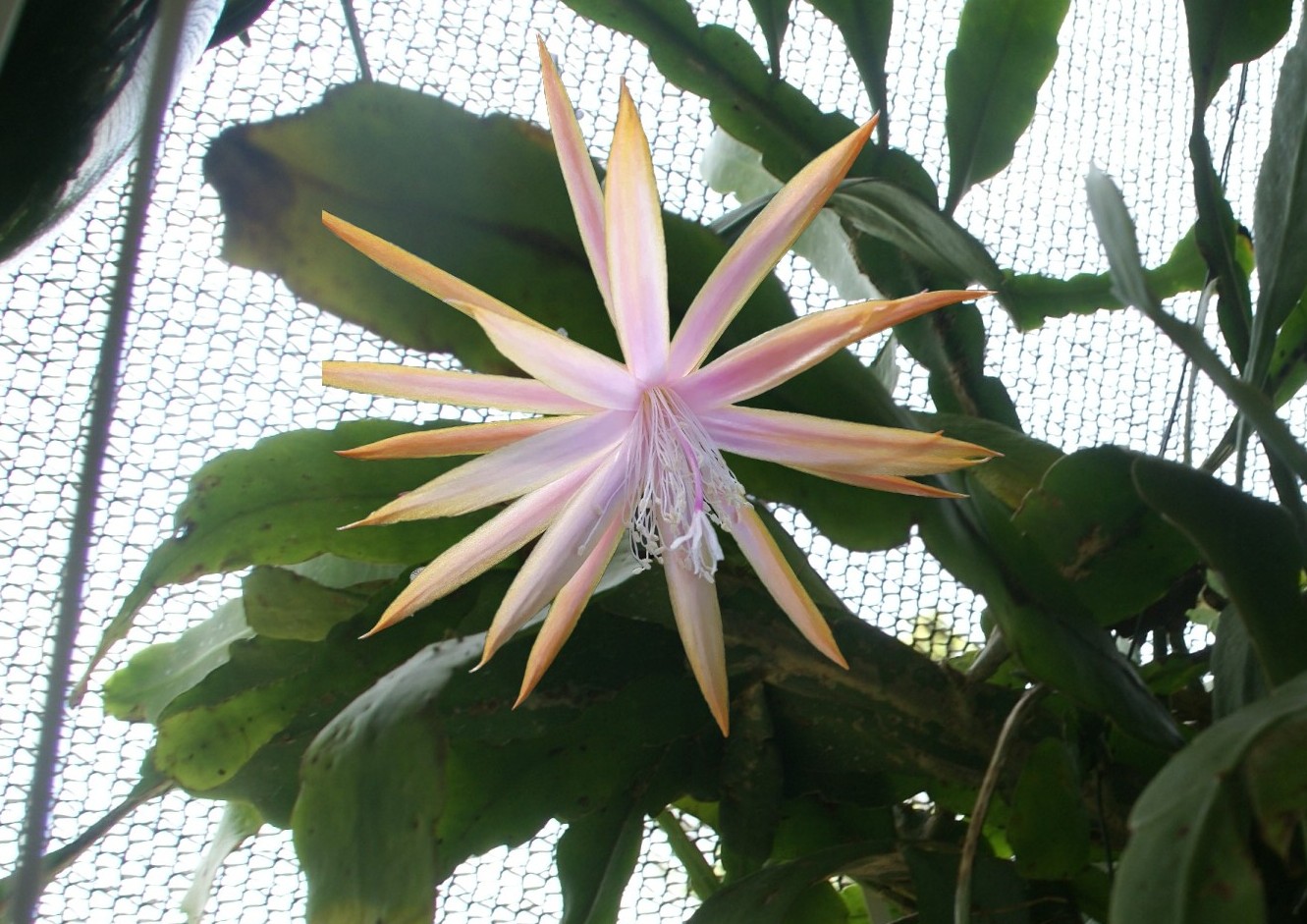 Epiphyllum "Queen Titania" cuttings